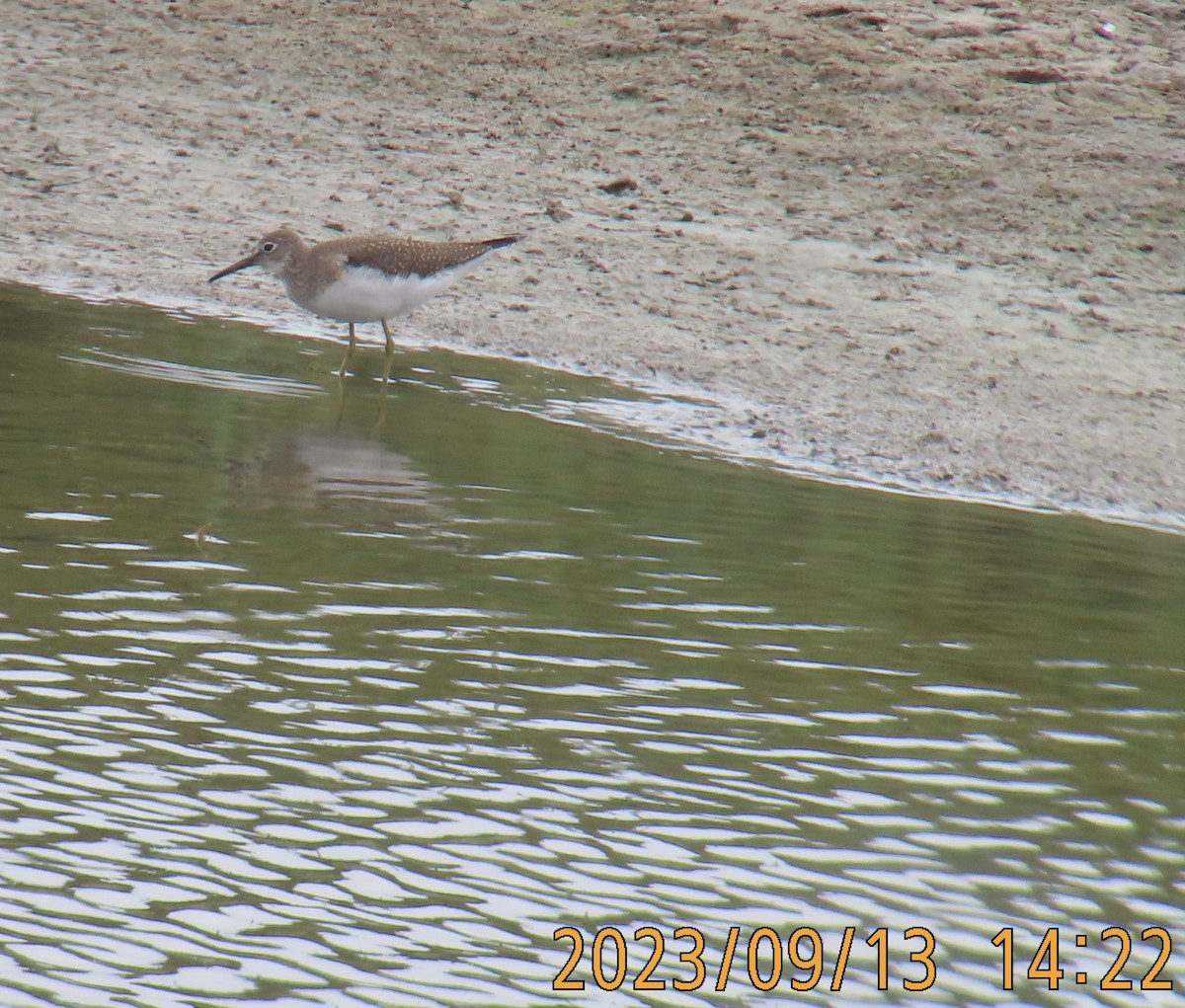 Solitary Sandpiper - ML608803706