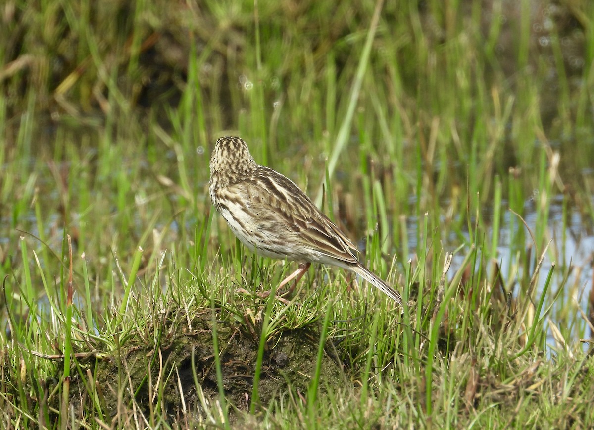 Correndera Pipit - ML608803713