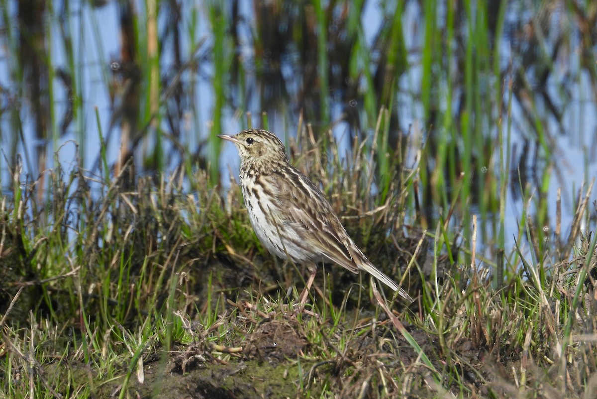 Correndera Pipit - ML608803714