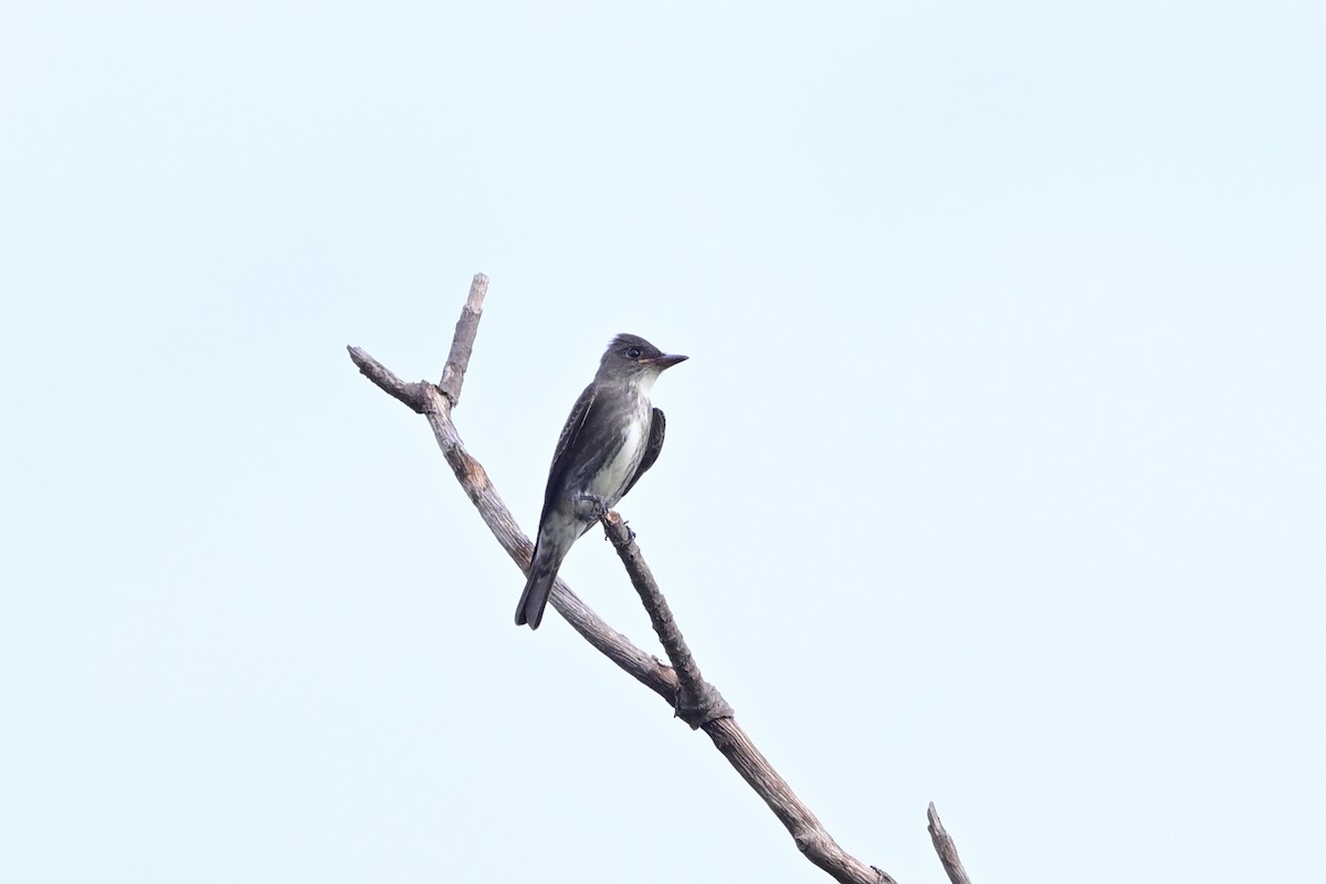 Olive-sided Flycatcher - ML608803855