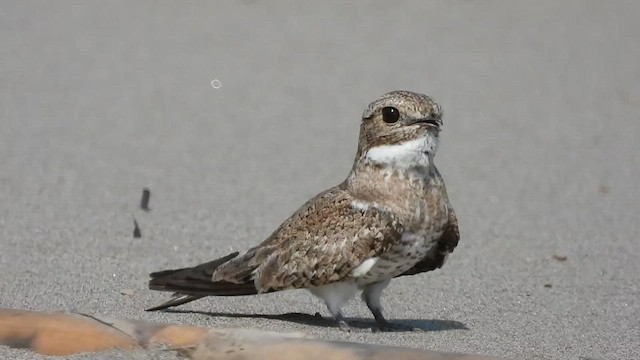 Sand-colored Nighthawk - ML608803858