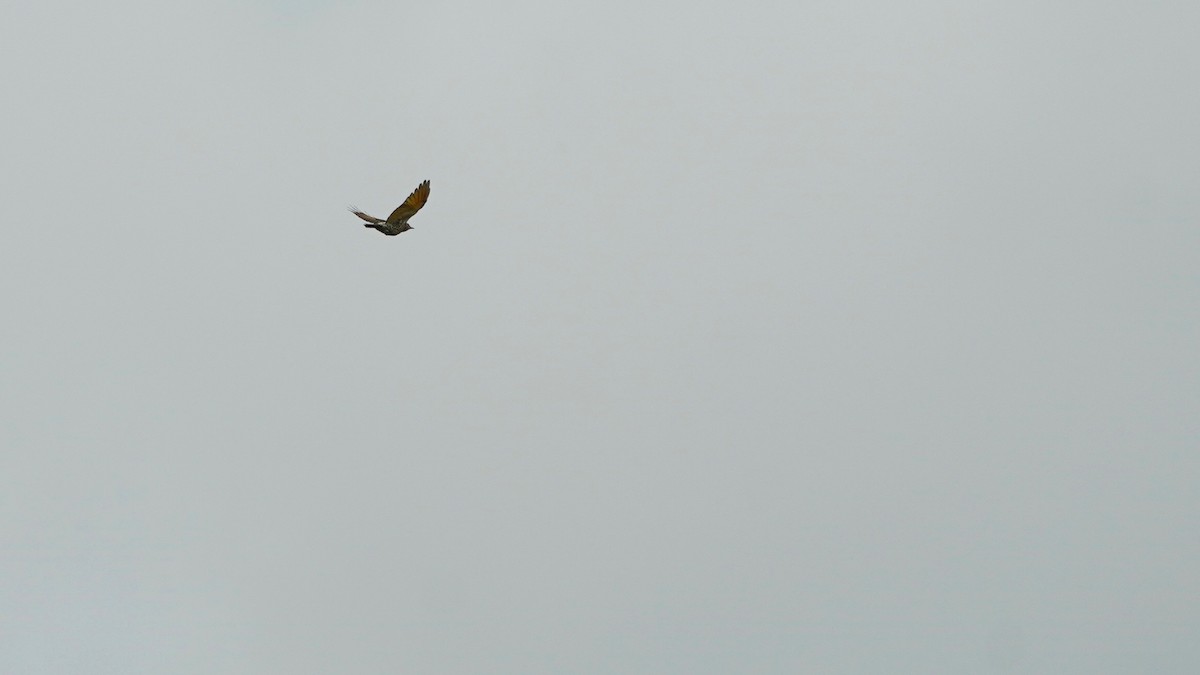 Northern Flicker - Indira Thirkannad