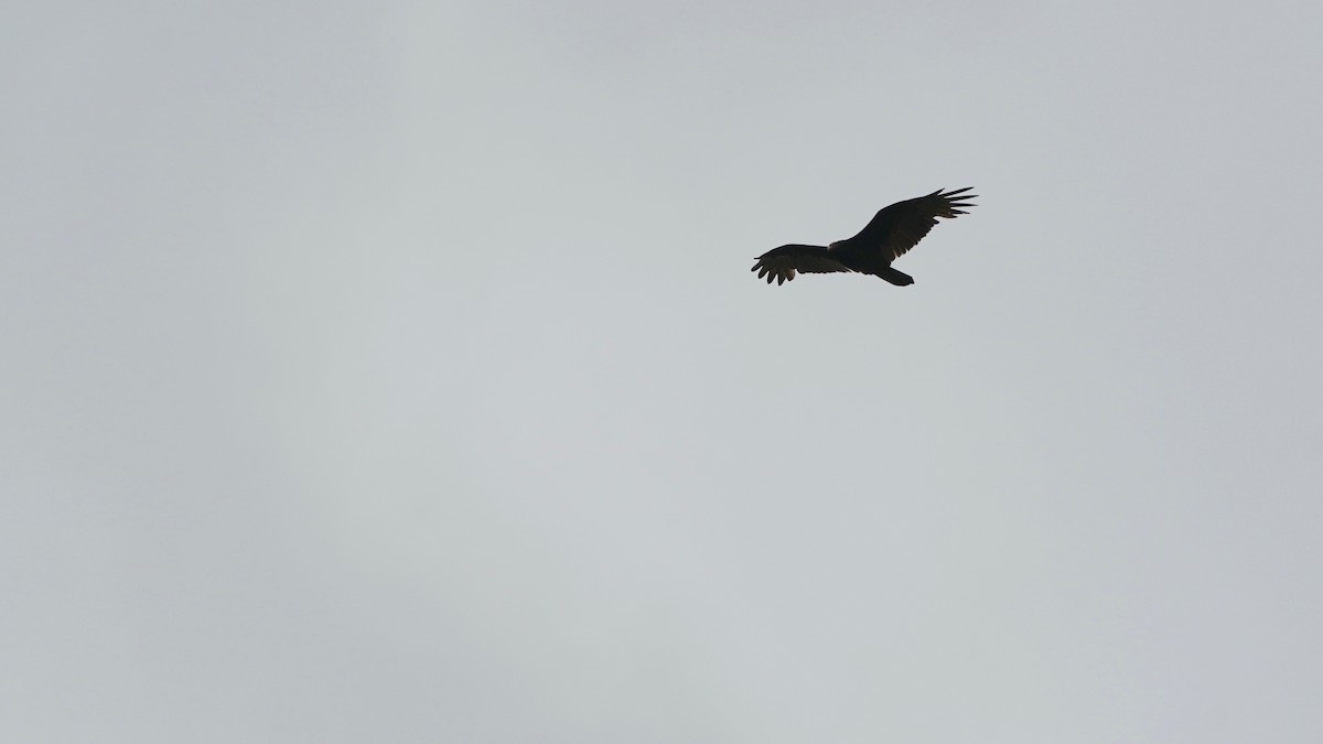 Turkey Vulture - Indira Thirkannad