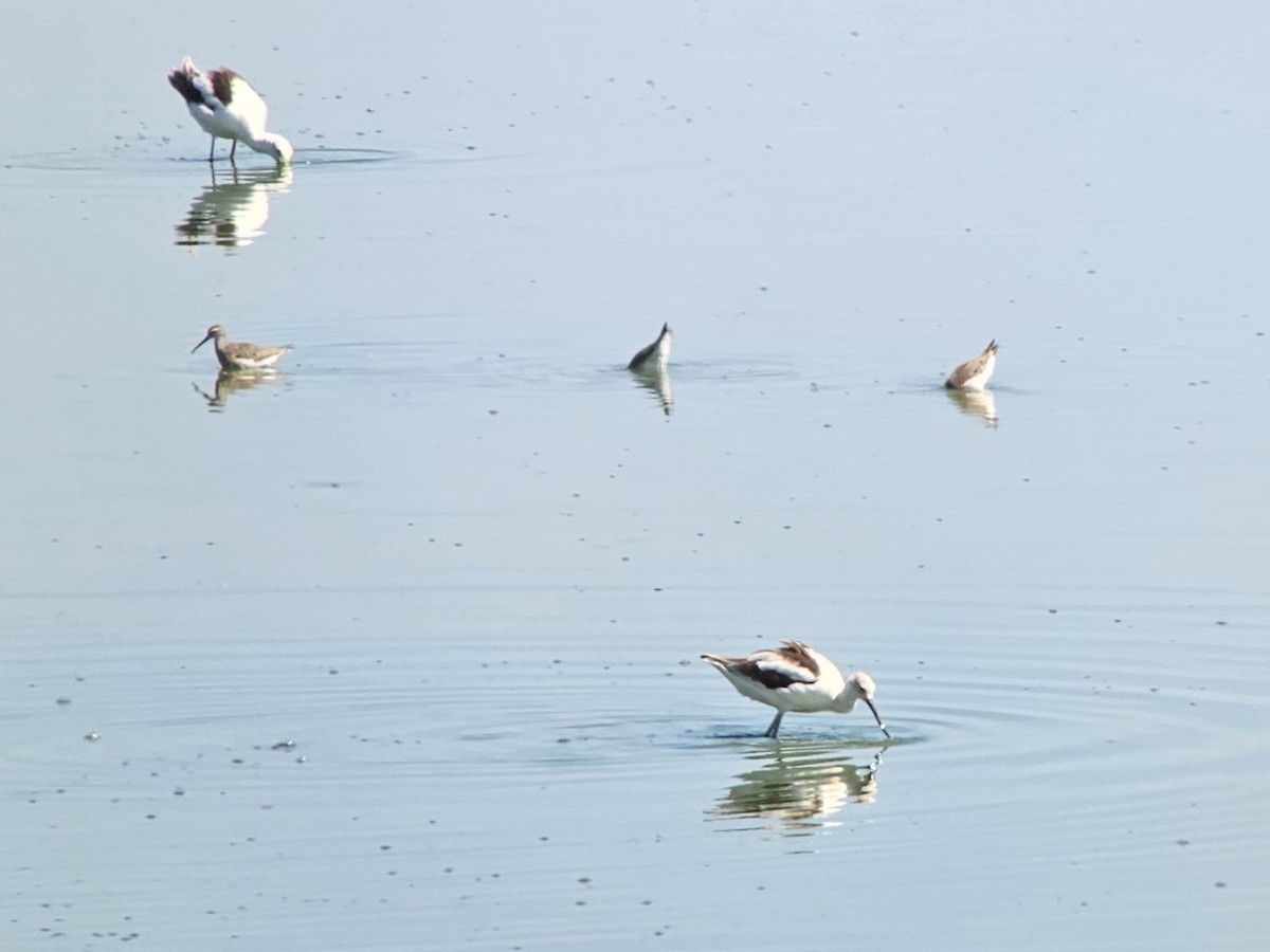 Stilt Sandpiper - Steve Calver