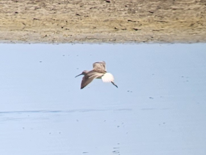 Stilt Sandpiper - ML608804019