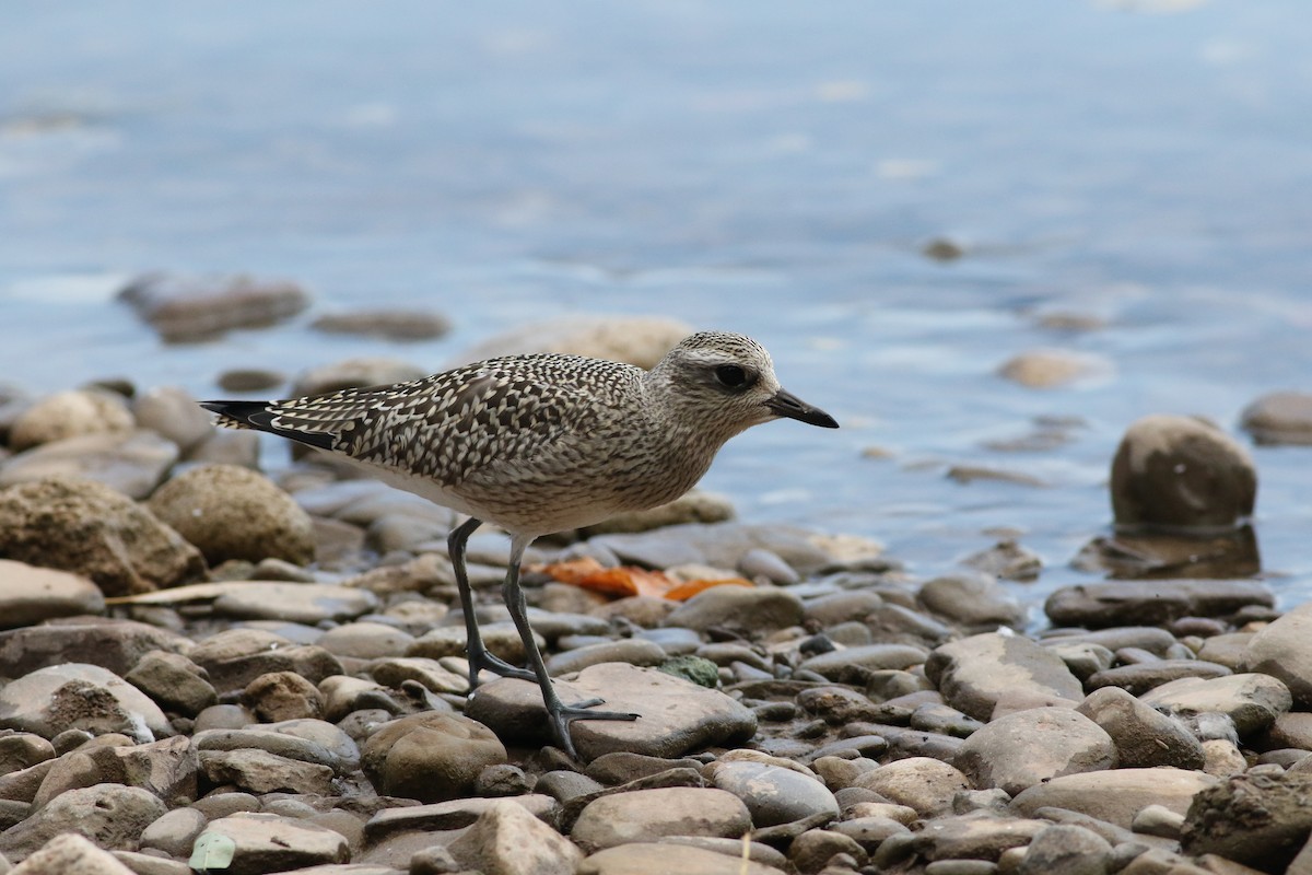 Black-bellied Plover - ML608804071