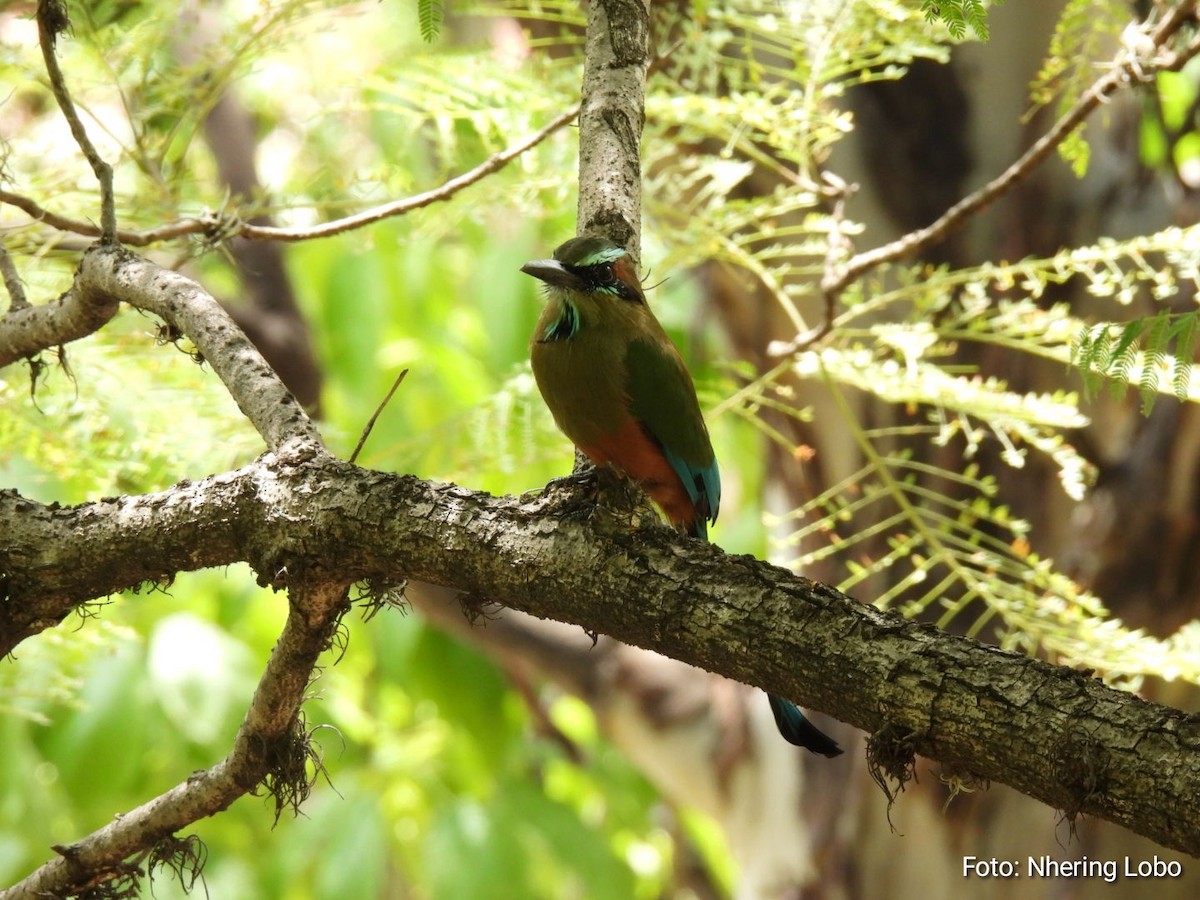 Turquoise-browed Motmot - ML608804095