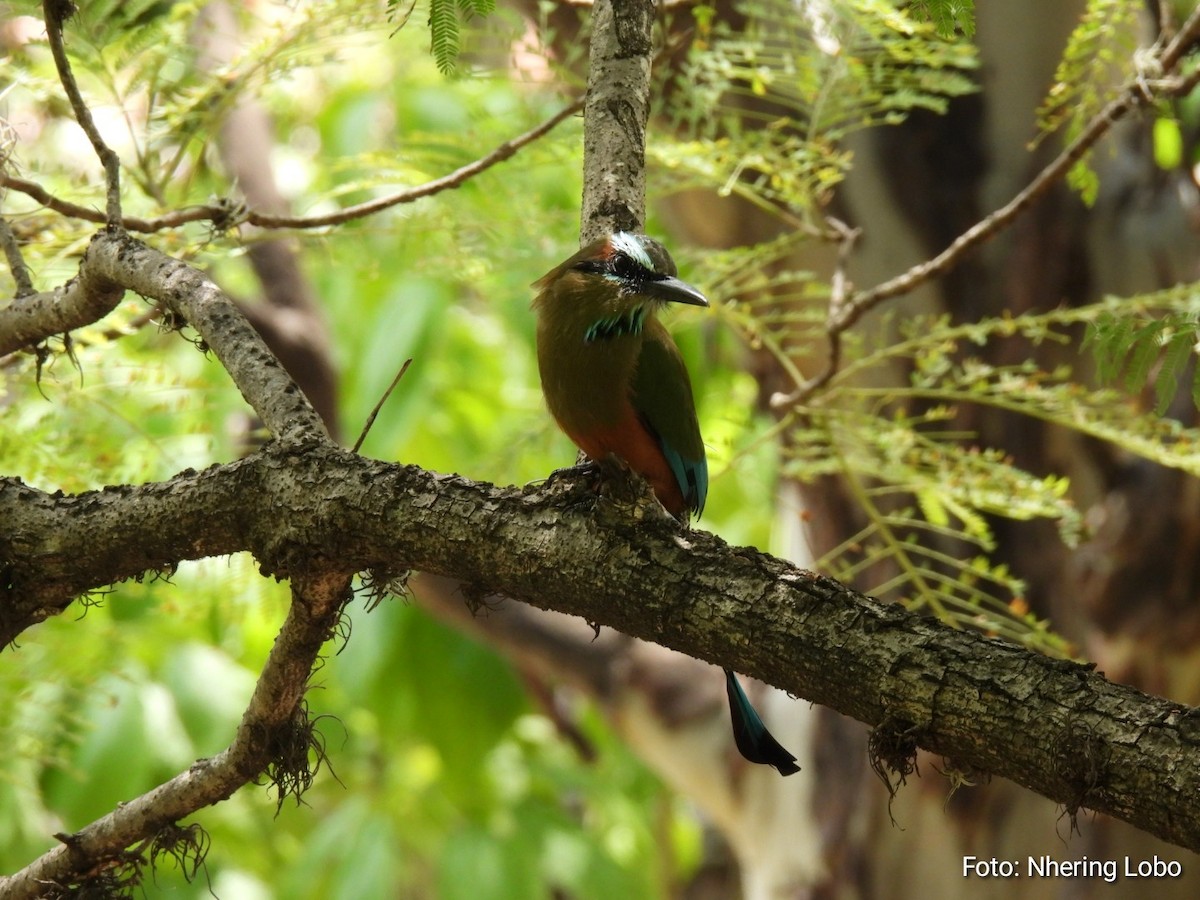 Turquoise-browed Motmot - Nhering Daniel Ortiz Lobo