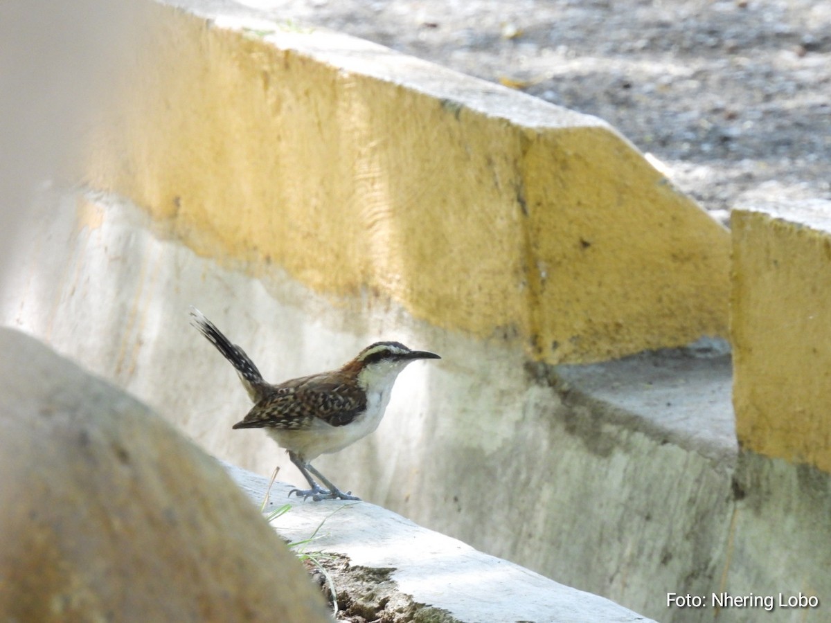 Rufous-naped Wren - Nhering Daniel Ortiz Lobo