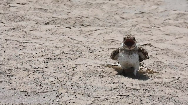 Sand-colored Nighthawk - ML608804142