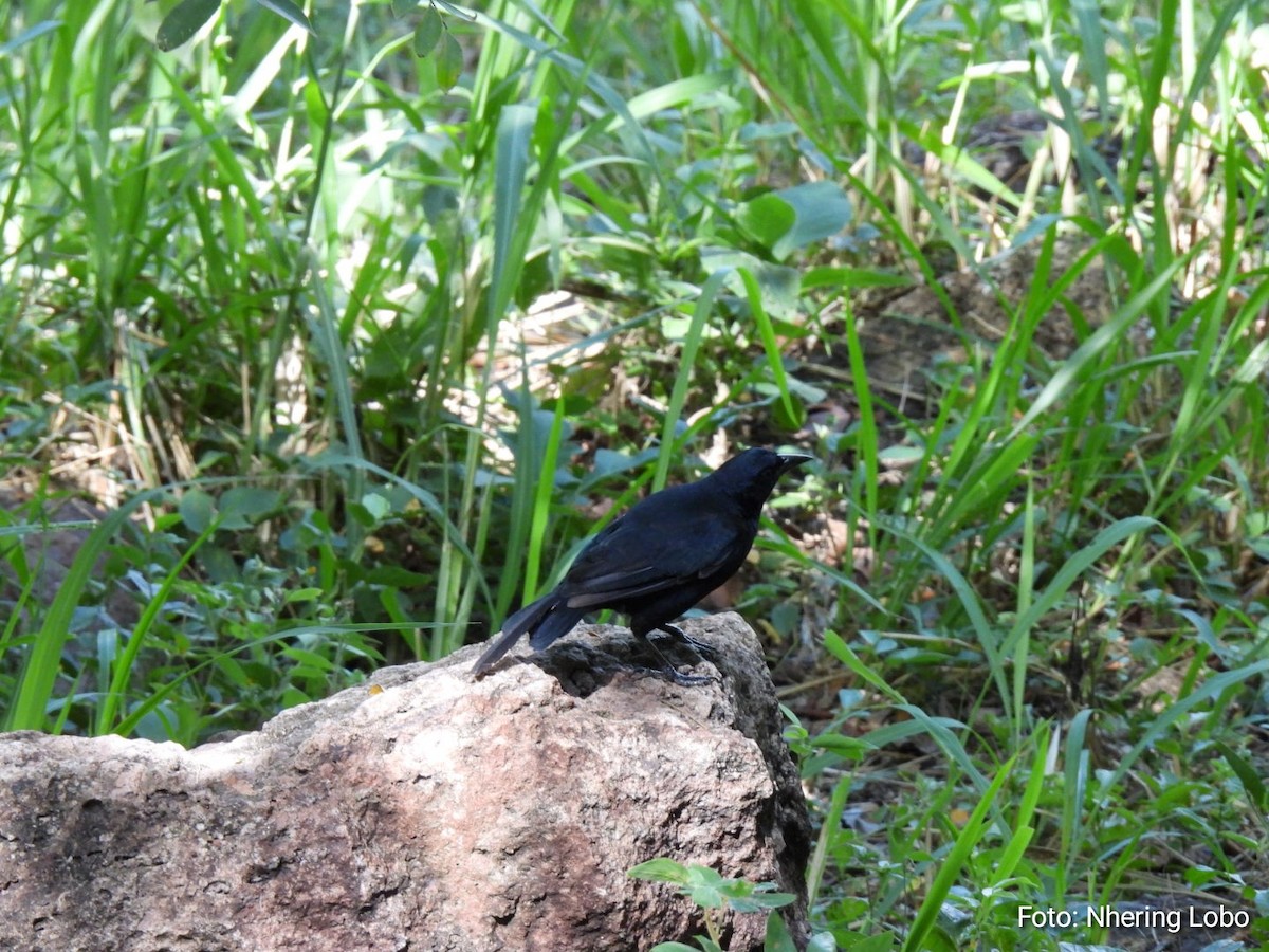 Melodious Blackbird - Nhering Daniel Ortiz Lobo