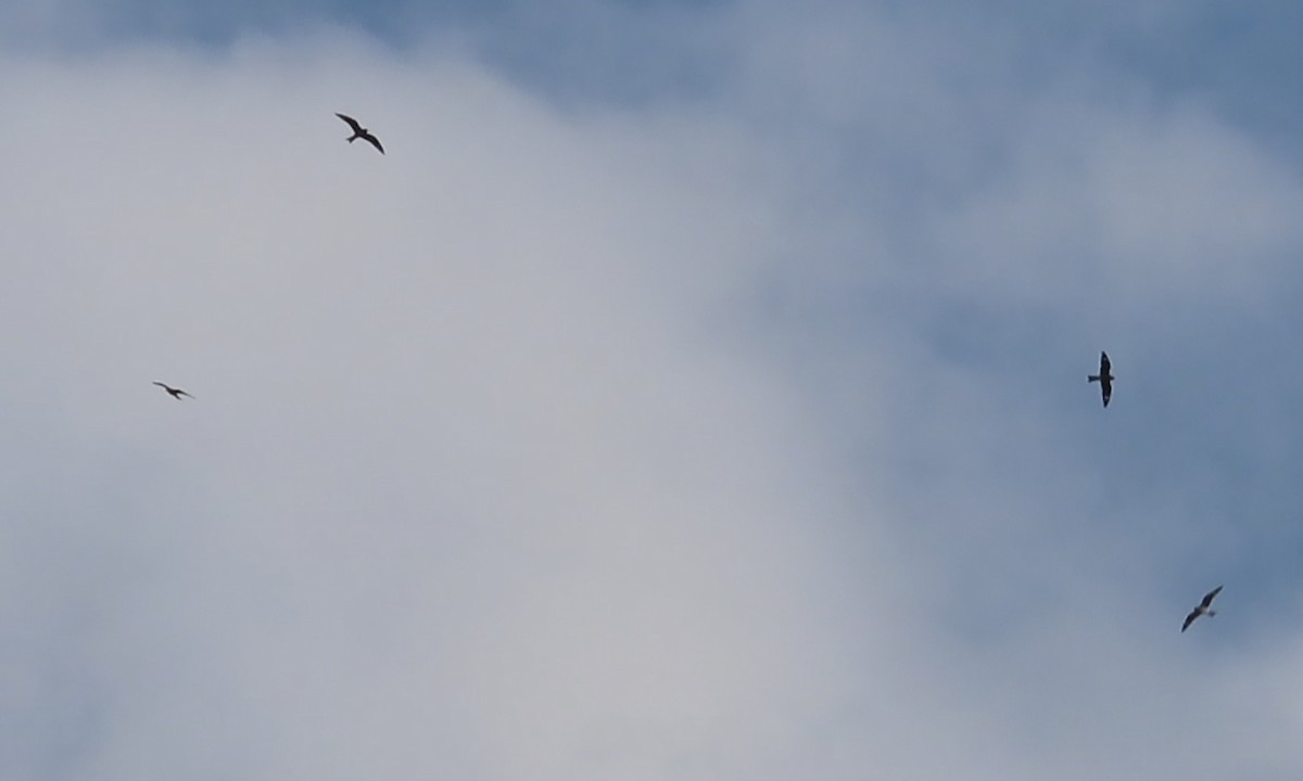 Common Nighthawk - Karen Hogan