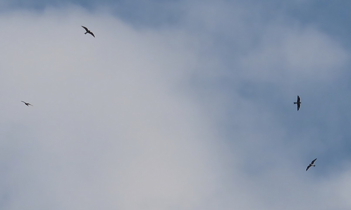 Common Nighthawk - Karen Hogan