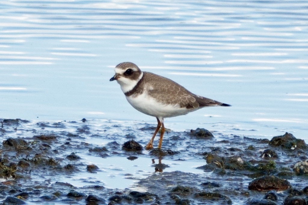 Semipalmated Plover - ML608804221