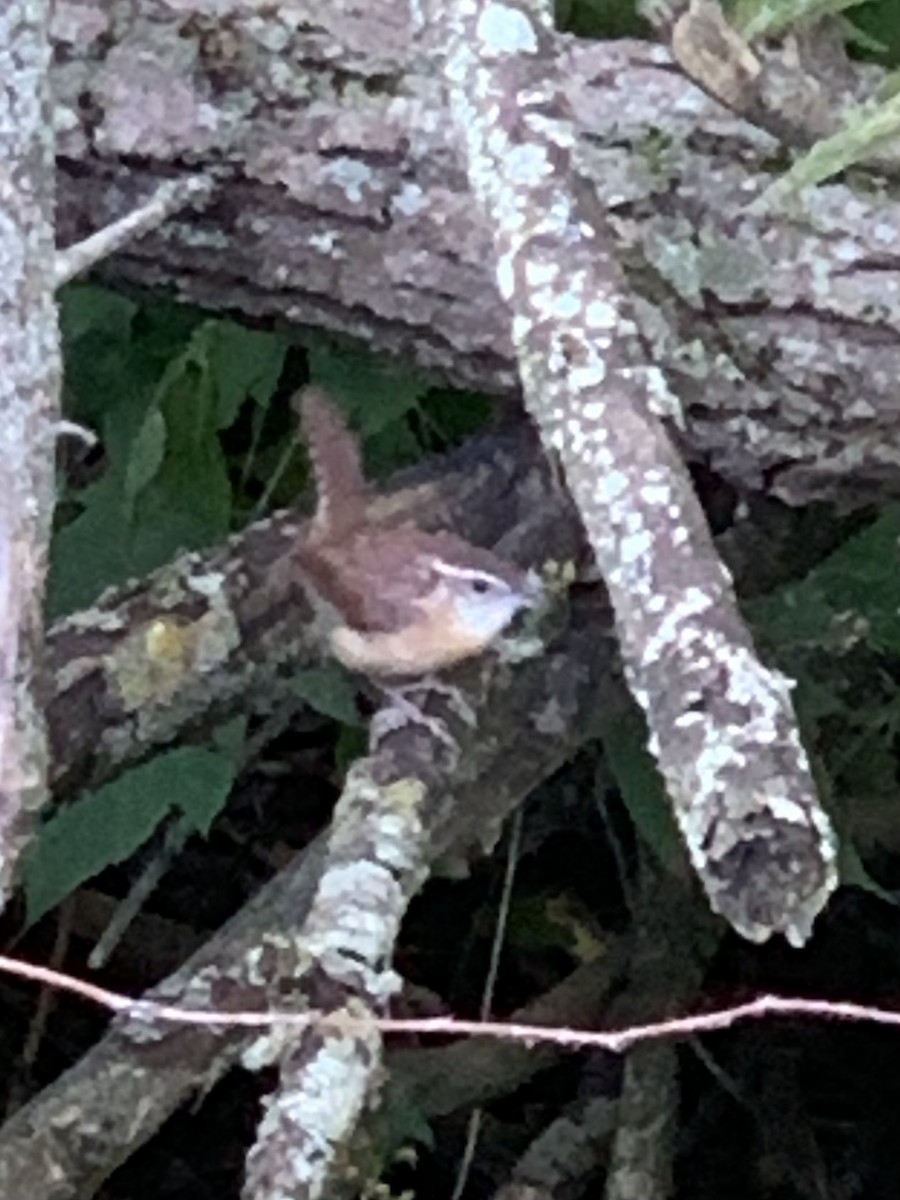 Carolina Wren - ML608804291