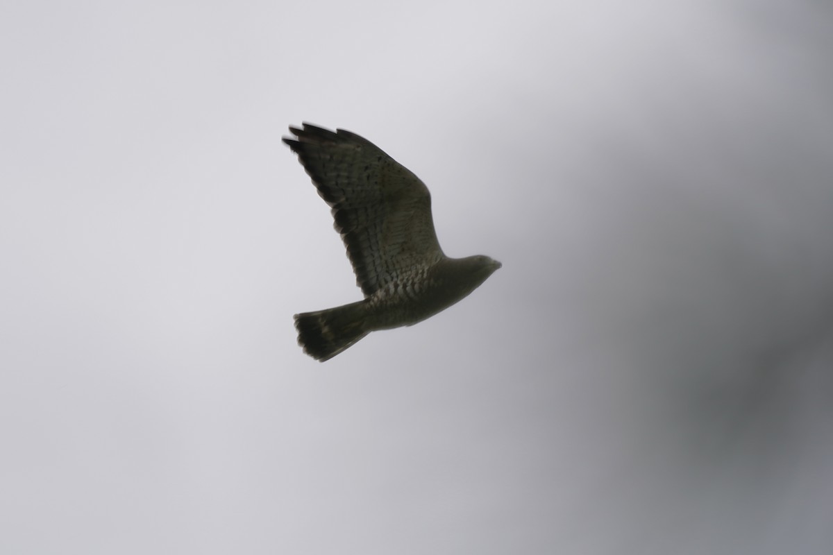 Broad-winged Hawk - ML608804293