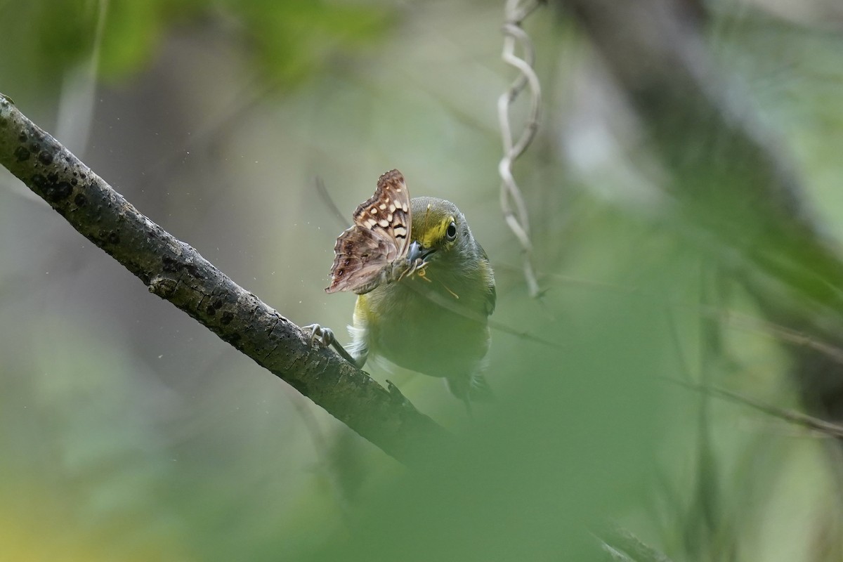 Ak Gözlü Vireo - ML608804303