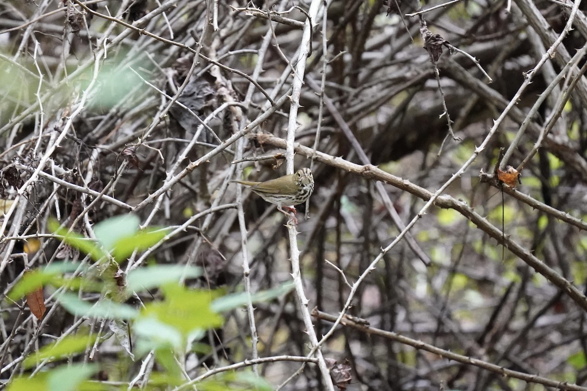 Ovenbird - ML608804317