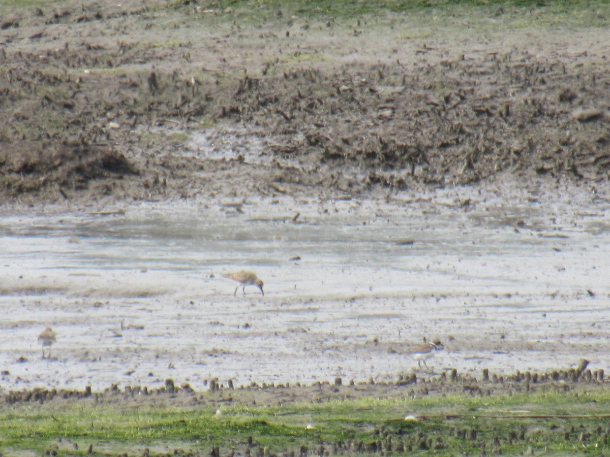 Baird's Sandpiper - ML608804338