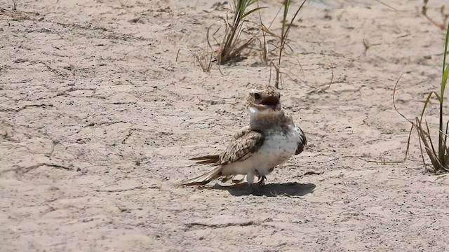 Sand-colored Nighthawk - ML608804342