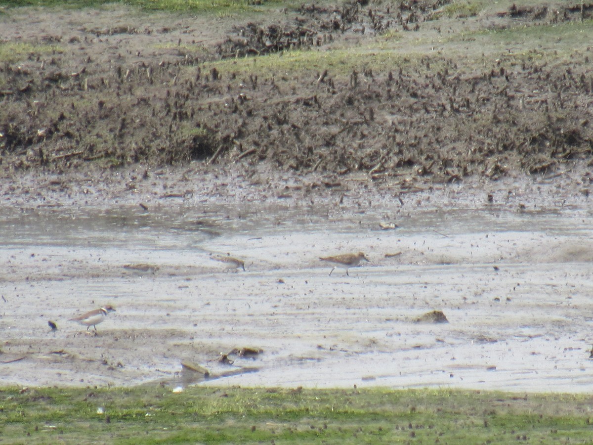 Baird's Sandpiper - ML608804348