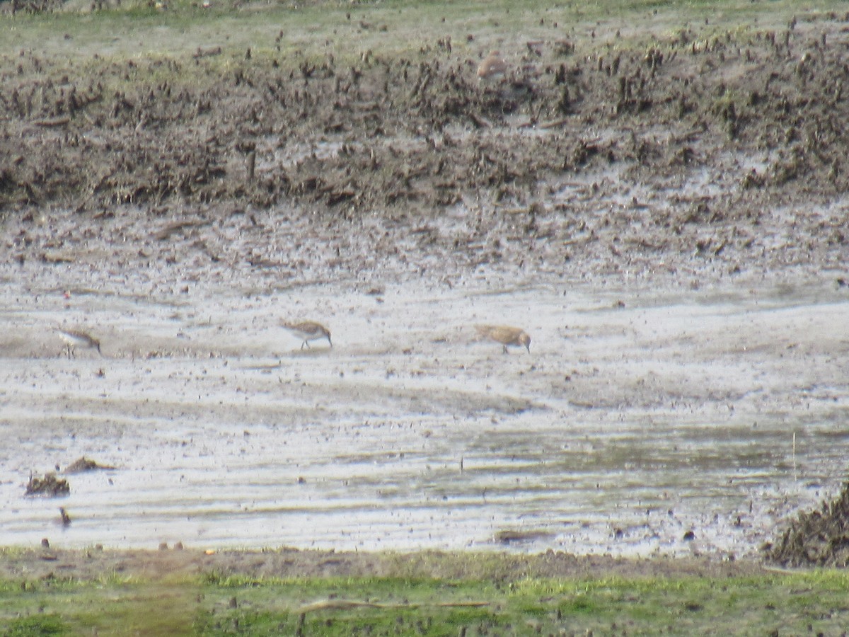 Baird's Sandpiper - ML608804349