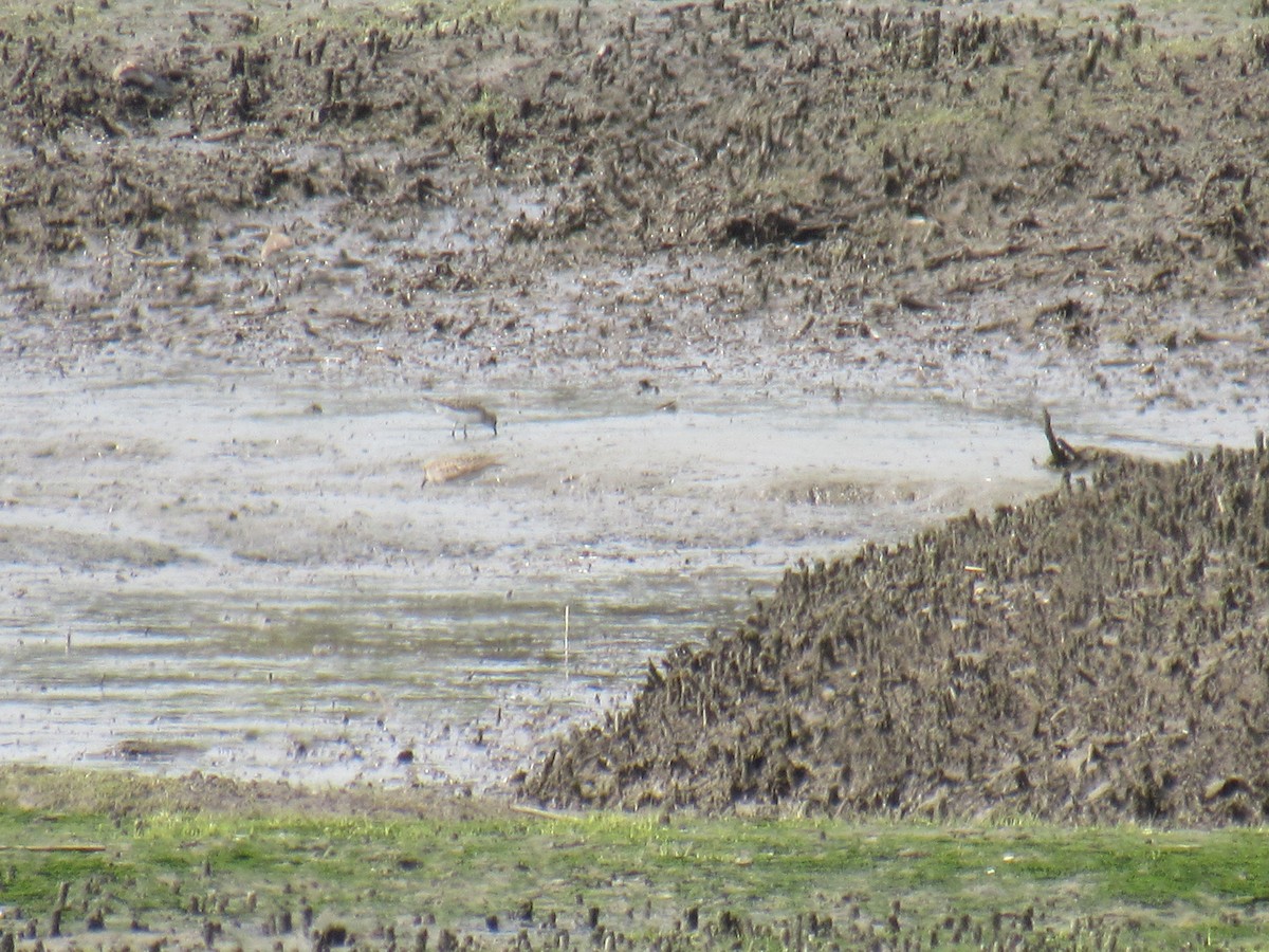 Baird's Sandpiper - ML608804354