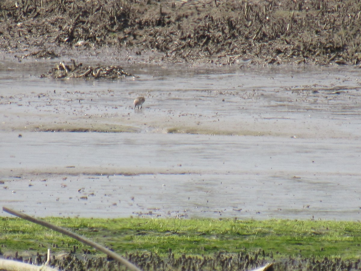 Baird's Sandpiper - ML608804363