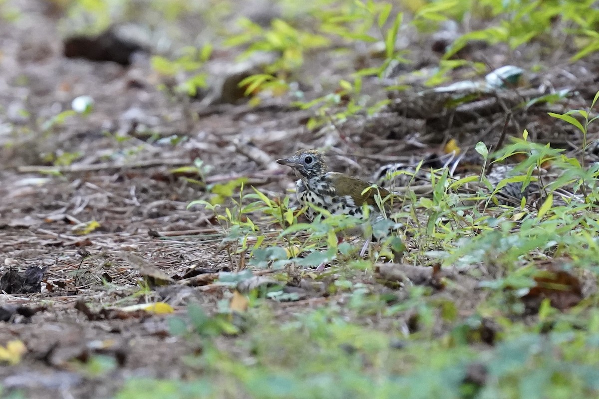 Wood Thrush - ML608804366