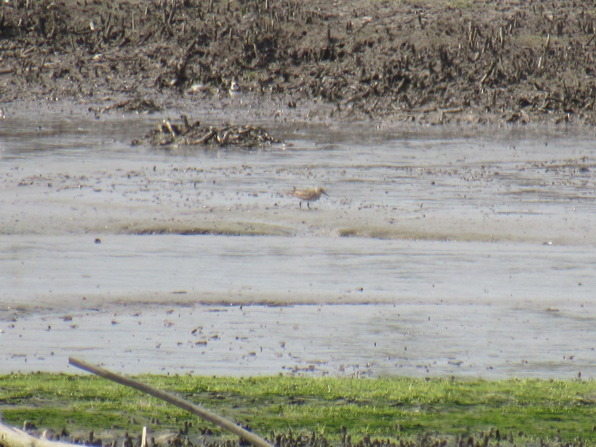 Baird's Sandpiper - ML608804370