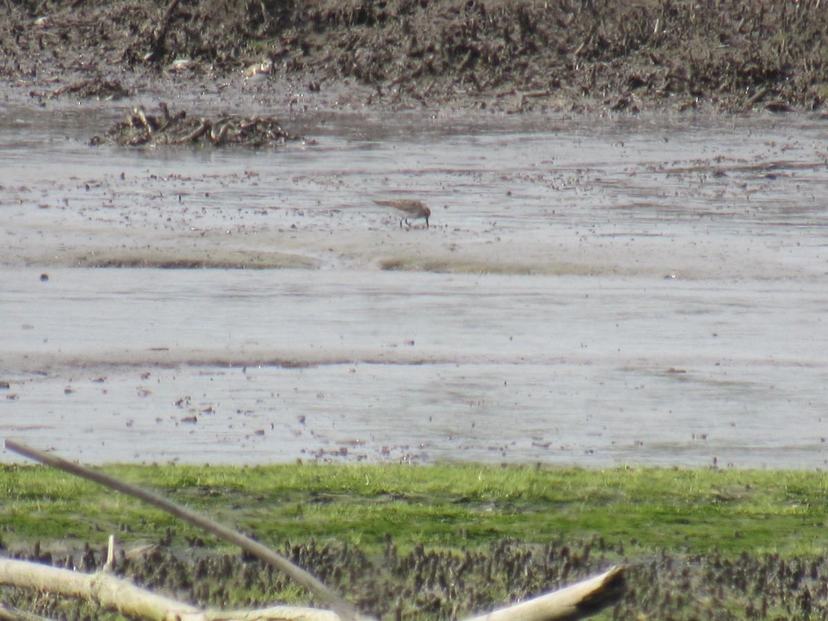 Baird's Sandpiper - ML608804371