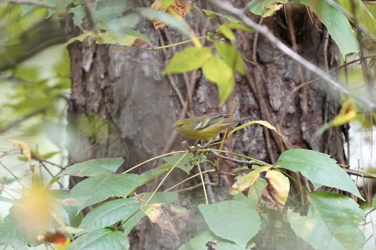 Blue-winged Warbler - ML608804374