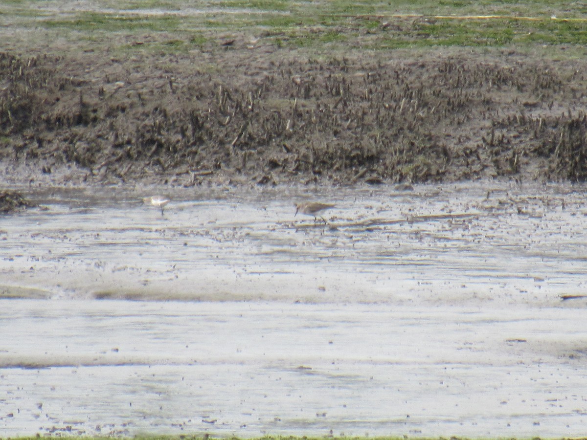 Baird's Sandpiper - ML608804377