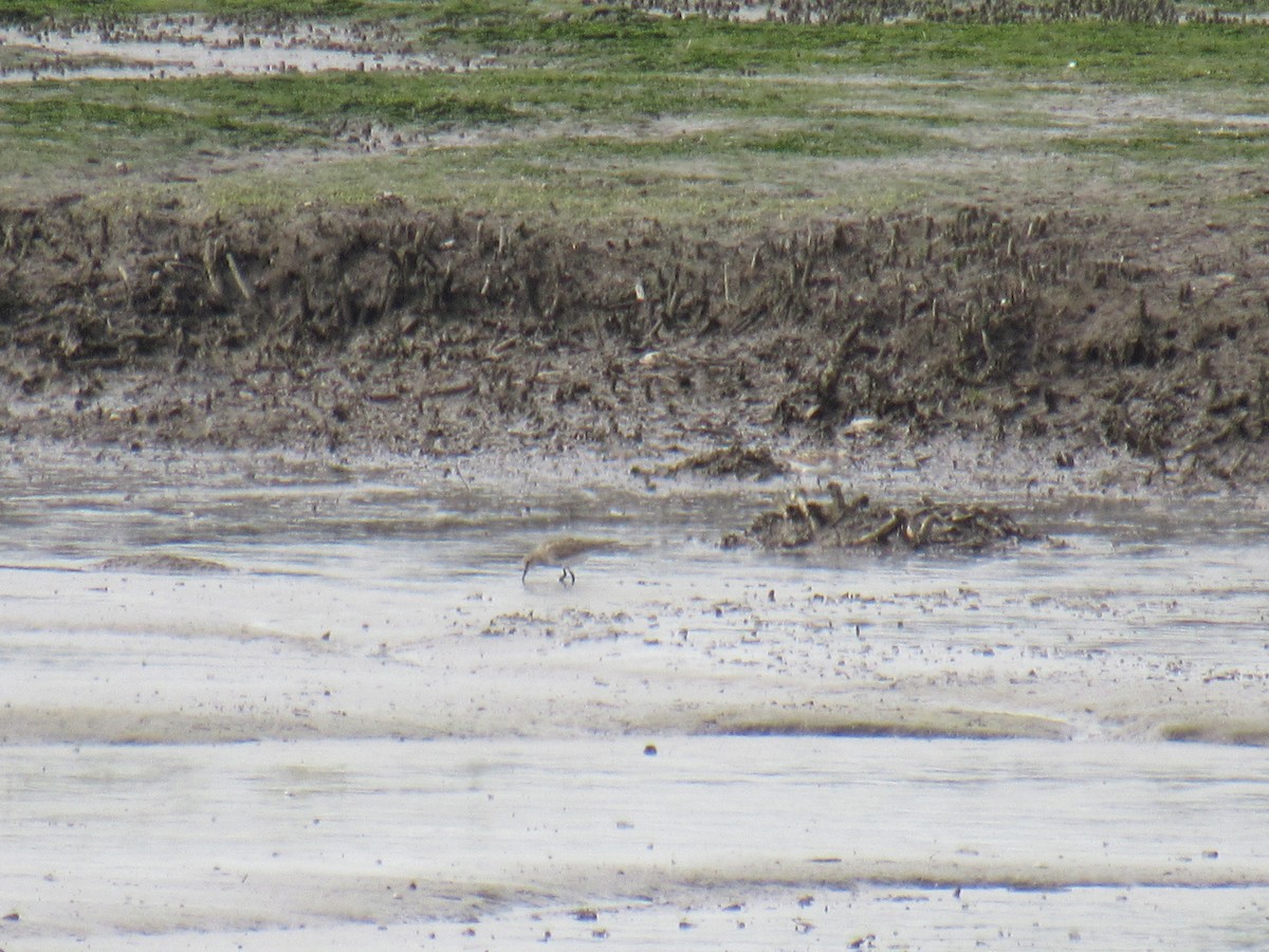 Baird's Sandpiper - ML608804382