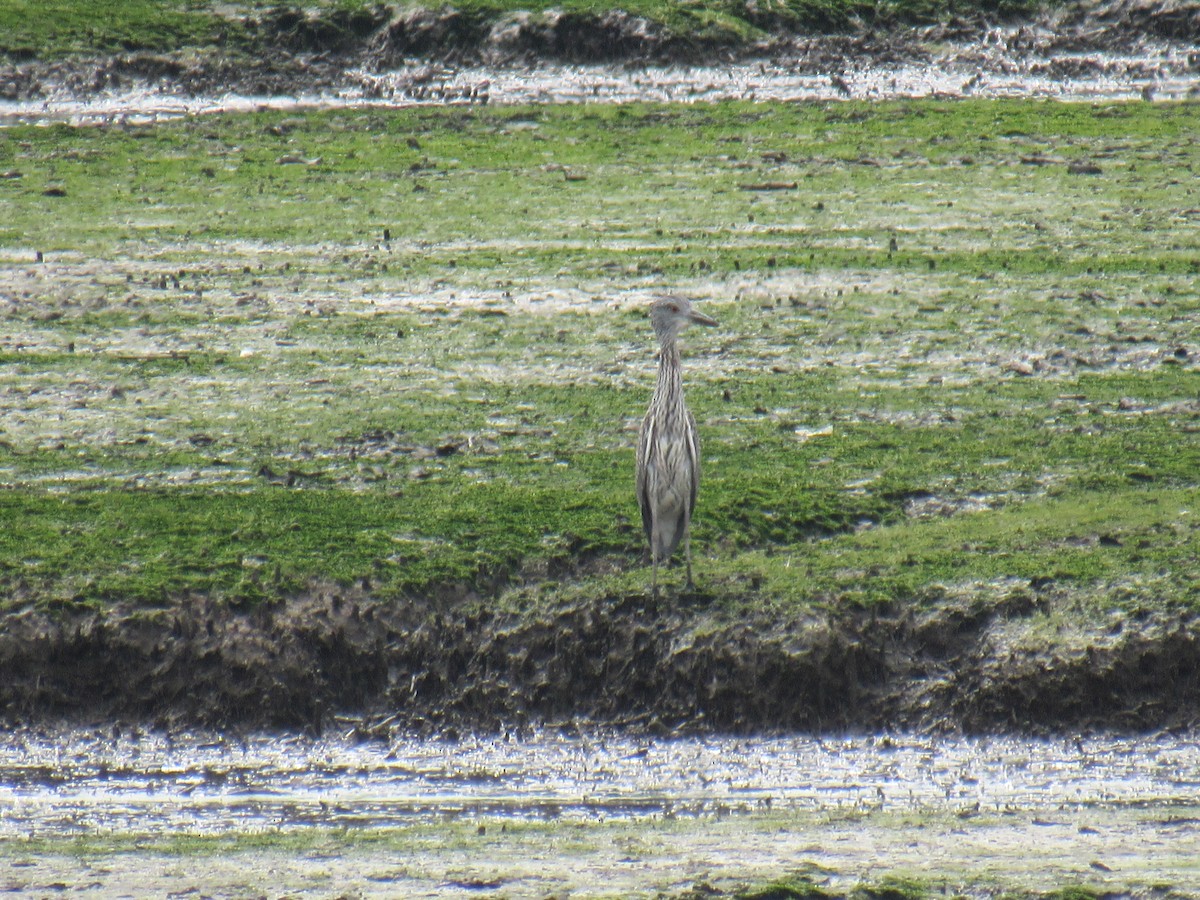 Yellow-crowned Night Heron - ML608804388