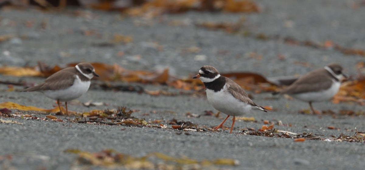 Common Ringed Plover - ML608804419