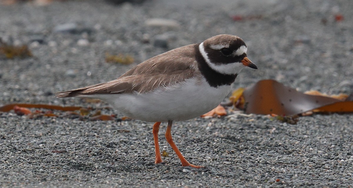 Common Ringed Plover - ML608804420