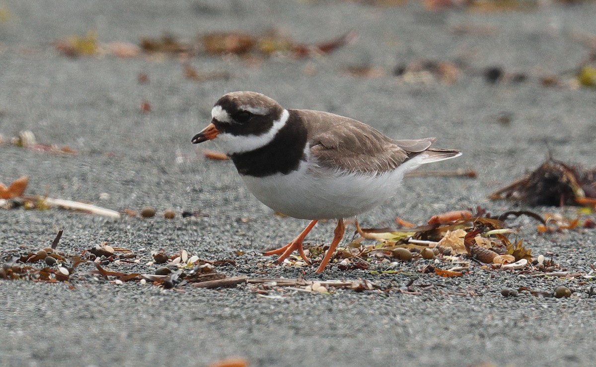 Common Ringed Plover - ML608804421