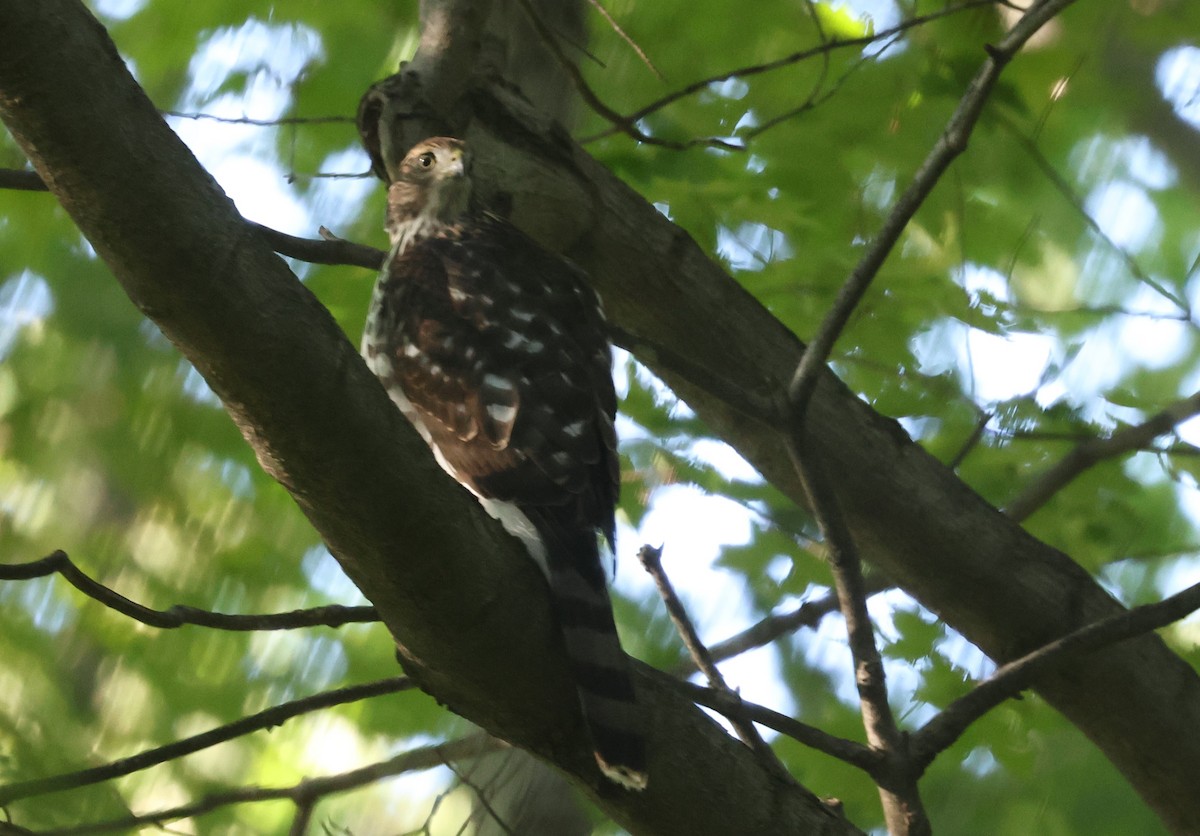 Cooper's Hawk - Michael Clay