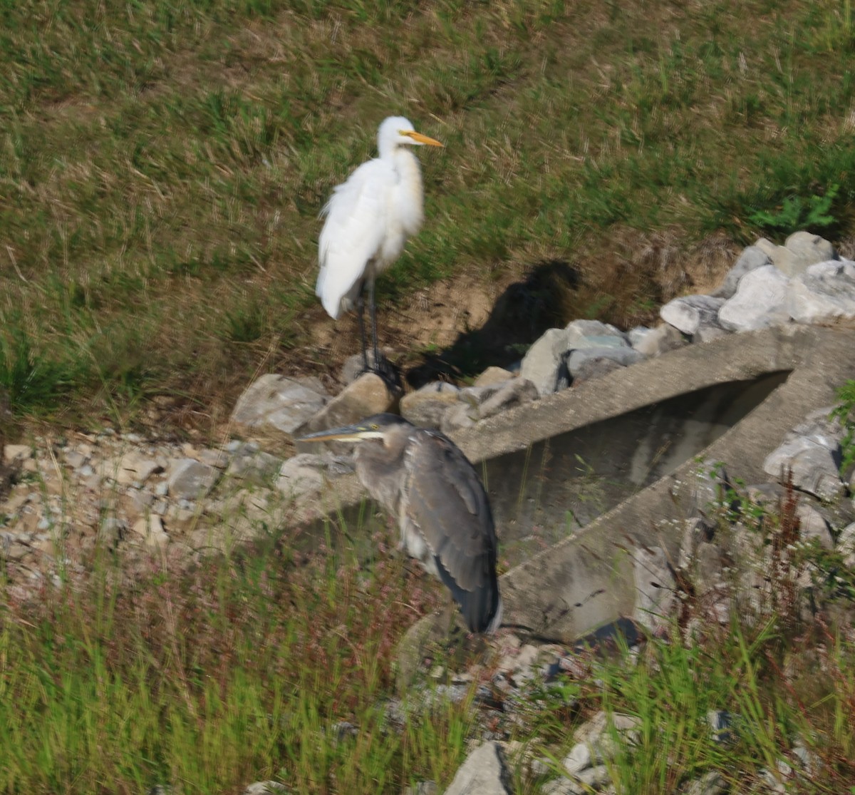 Great Egret - ML608804464