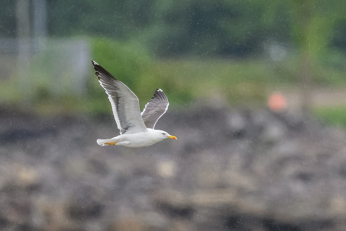 Lesser Black-backed Gull - Simon Villeneuve