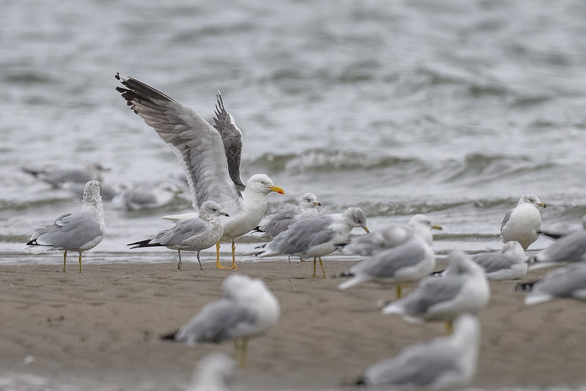 Lesser Black-backed Gull - ML608804479