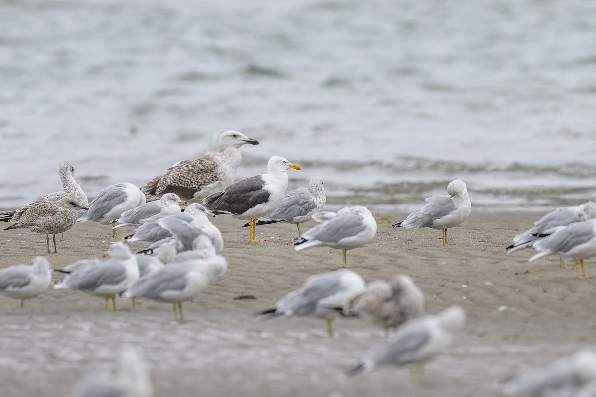 Lesser Black-backed Gull - ML608804482