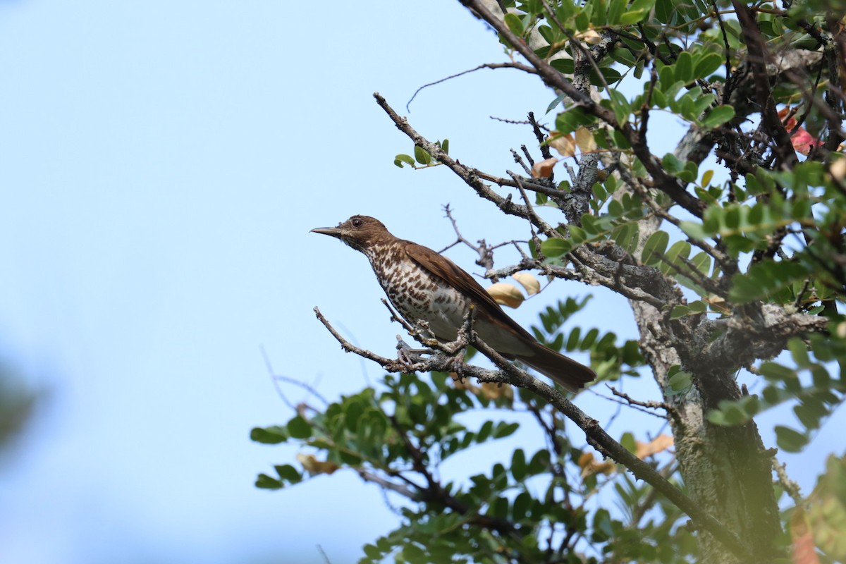 Marañon Thrush - ML608804580