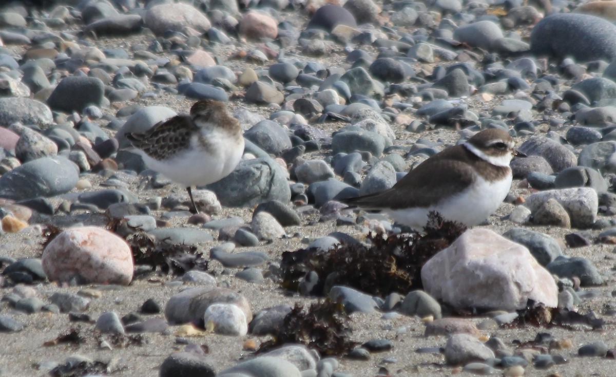 Semipalmated Plover - ML608804705