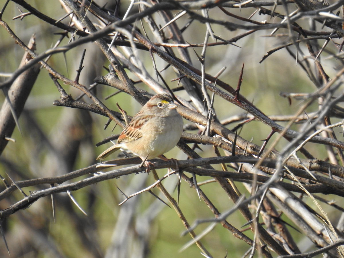 Grassland Sparrow - ML608804933