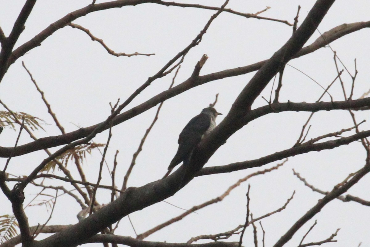 Himalayan/Oriental Cuckoo - ML60880501