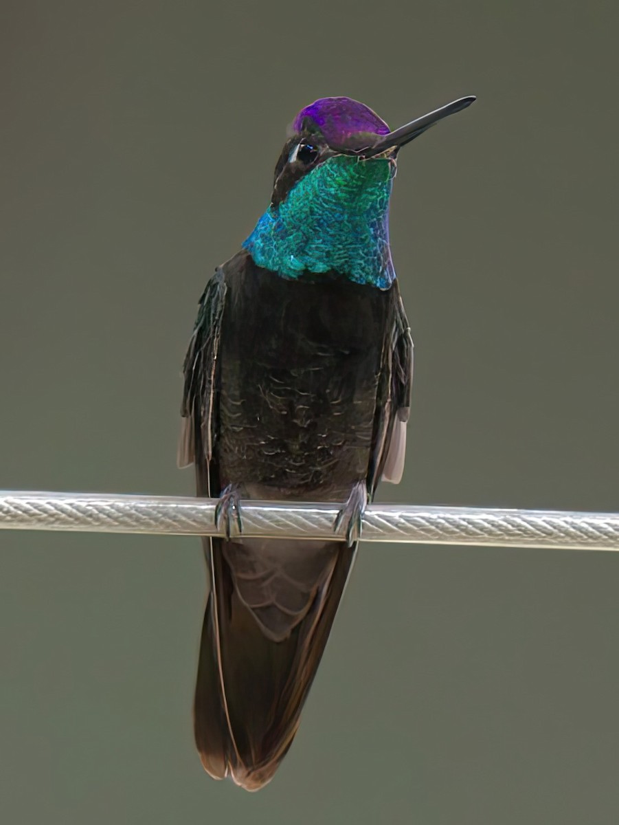 kolibřík skvostný - ML608805204