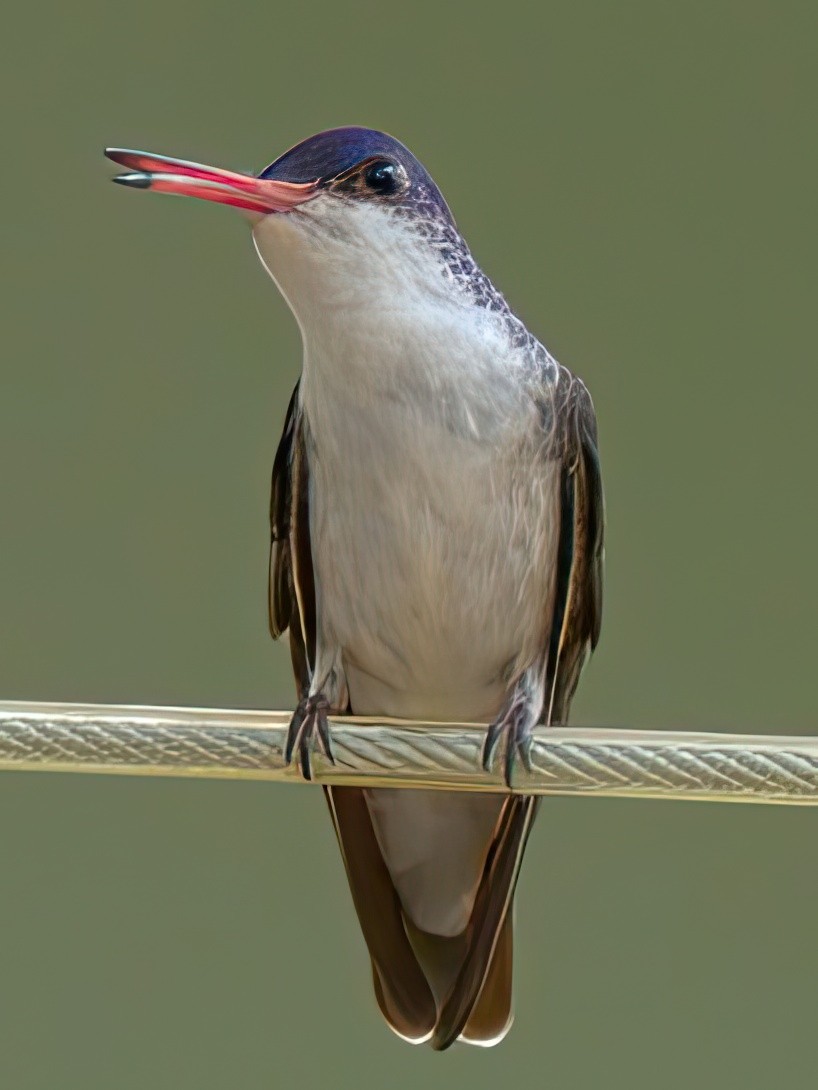 kolibřík fialovokorunkatý - ML608805212