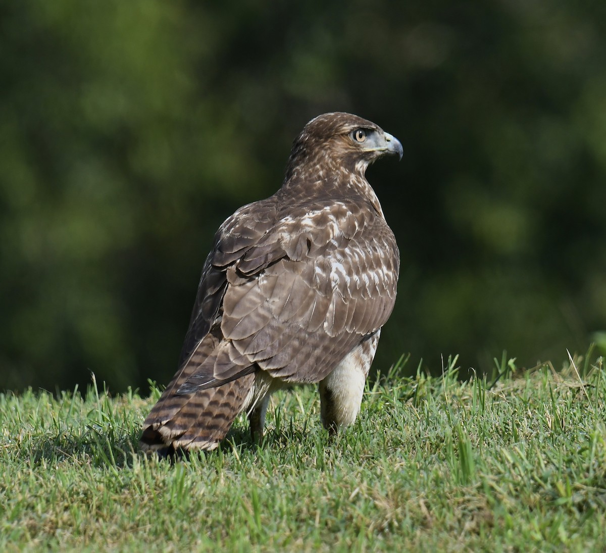 Red-tailed Hawk - ML608805234